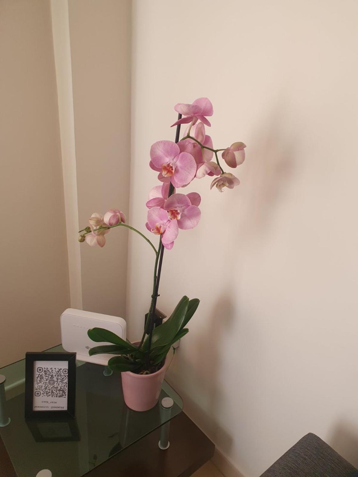 2 Bedroom Apartment, Zygos Centre Block D - By Imh Travel & Tours Paphos Esterno foto